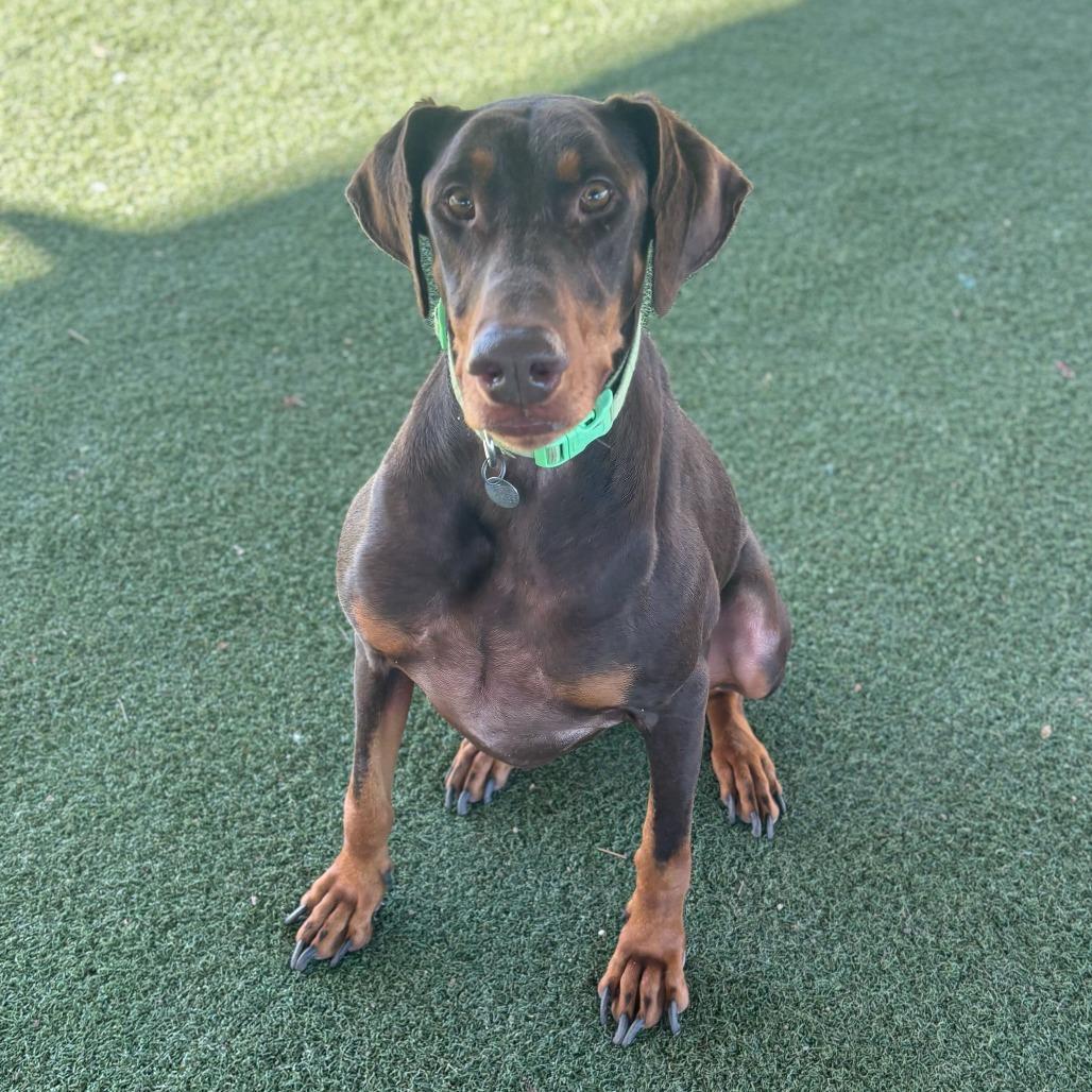 Enlarge Perseus, a Adoptable mixed breed in Riverside, CA image 5/6