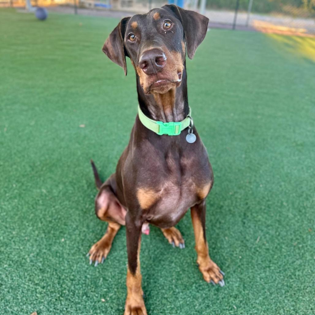 Enlarge Perseus, a Adoptable mixed breed in Riverside, CA image 6/6