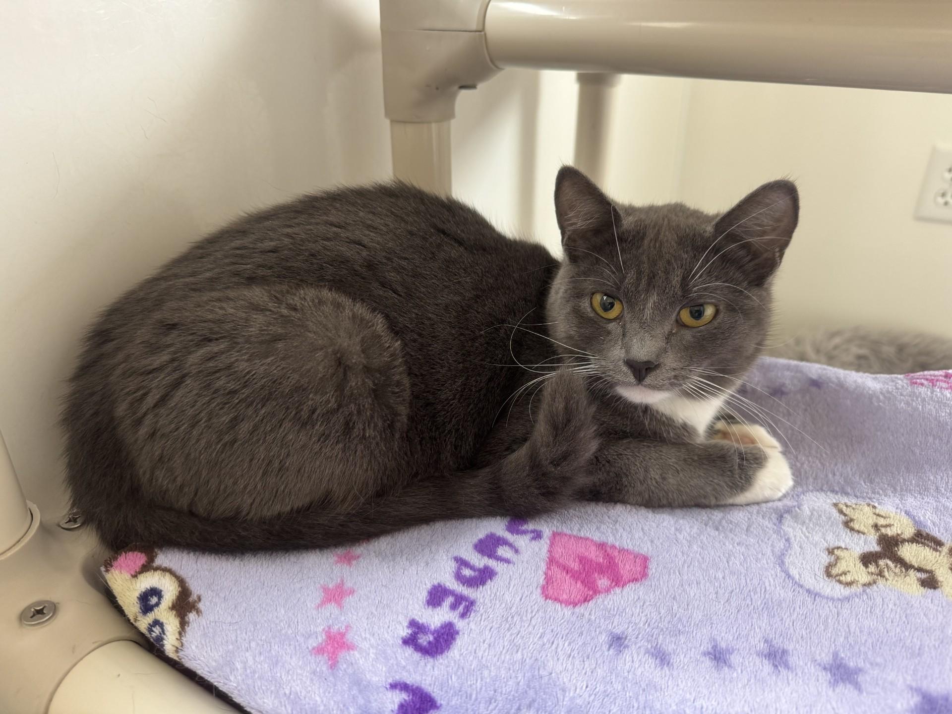 Enlarge Mitzy, an adopted Domestic Short Hair in Waldport, OR image 2/2