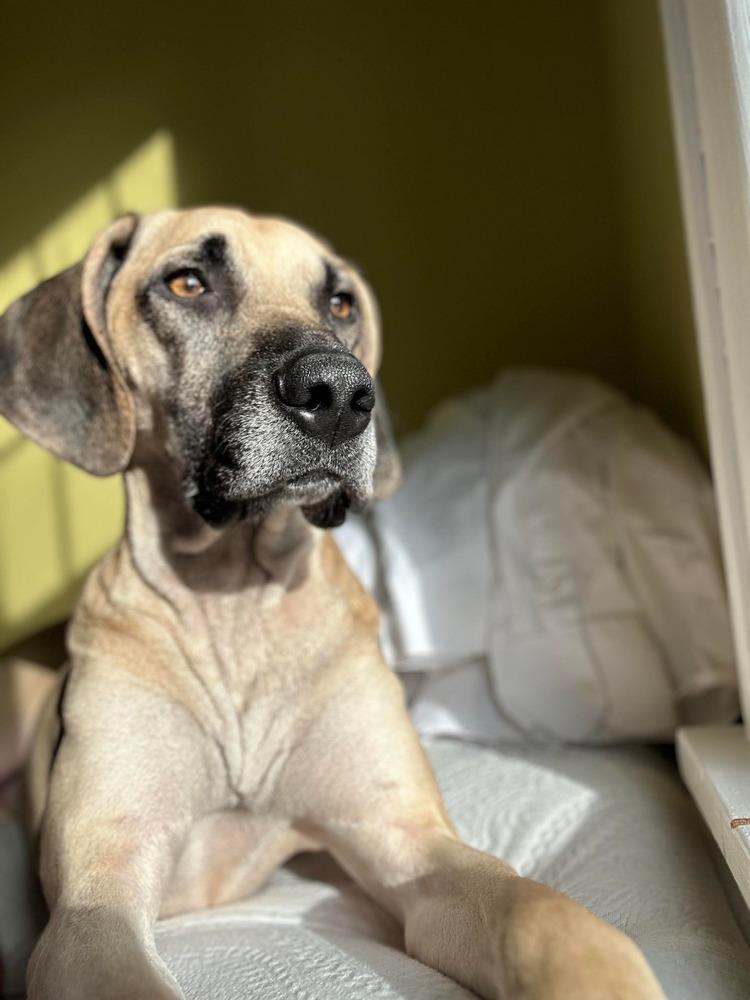 Enlarge Diggs, a Adoptable mixed breed in Amherst, NY image 2/6