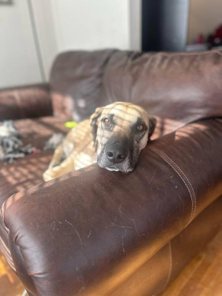 Enlarge Diggs, a Adoptable mixed breed in Amherst, NY image 3/6