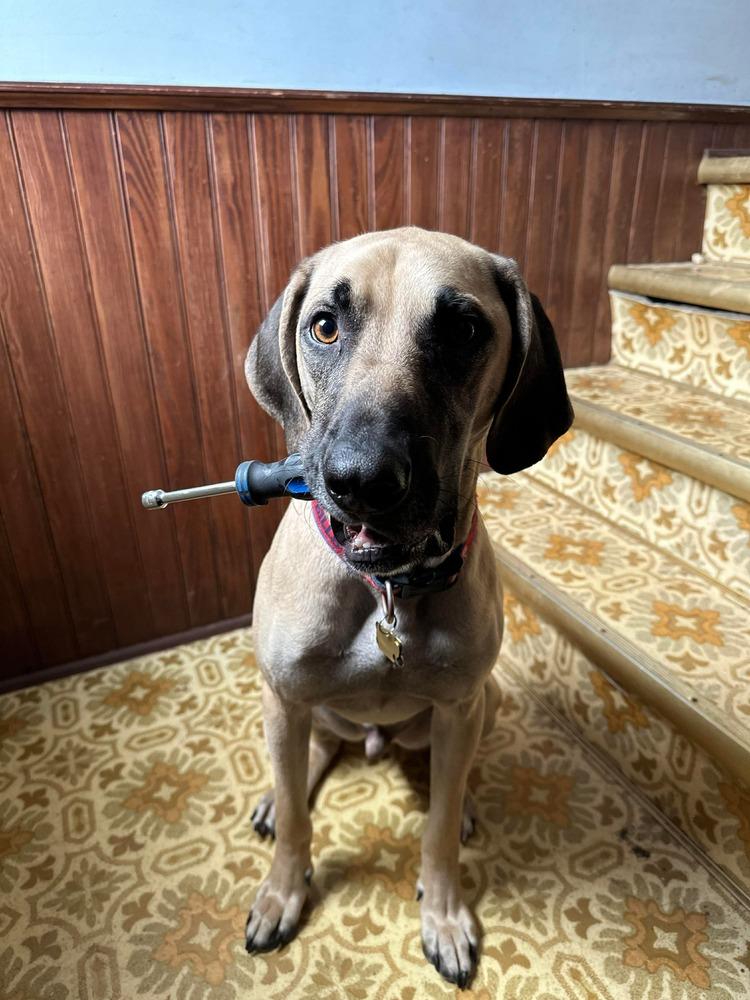 Enlarge Diggs, a Adoptable mixed breed in Amherst, NY image 5/6