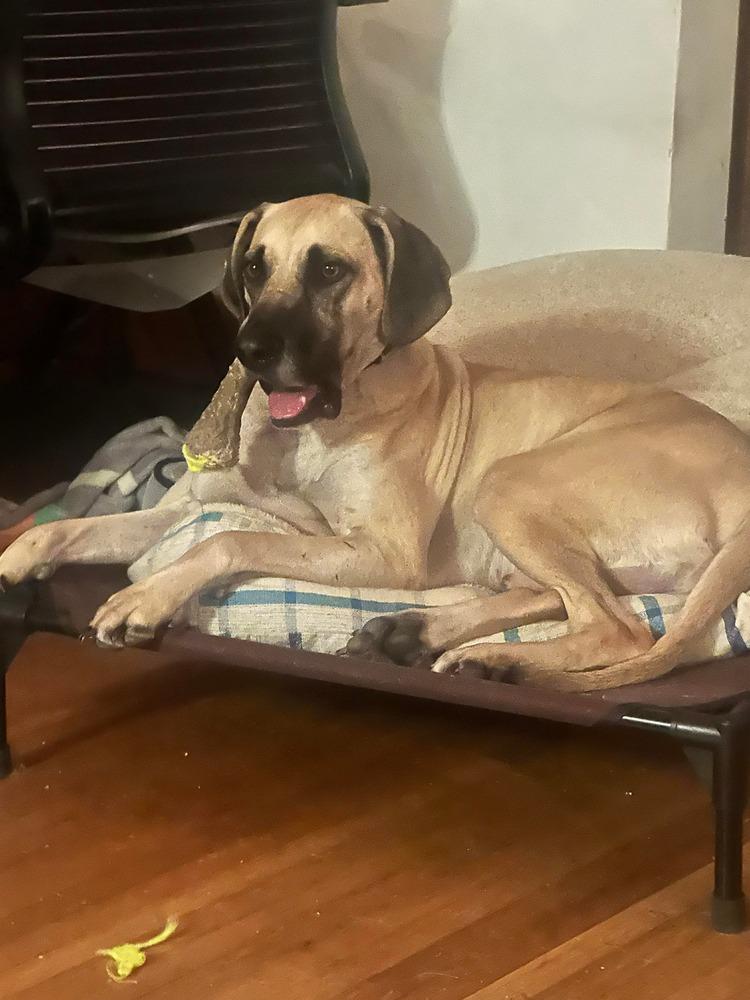 Enlarge Diggs, a Adoptable mixed breed in Amherst, NY image 6/6