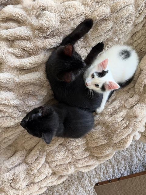 Enlarge Bean, an adopted Domestic Short Hair in Las Vegas, NV image 5/6