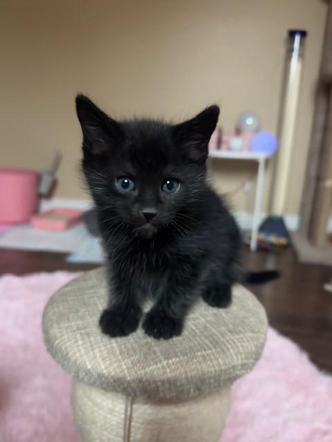 Enlarge Bean, an adopted Domestic Short Hair in Las Vegas, NV image 1/6