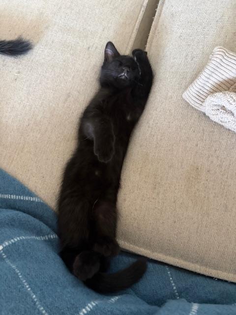 Enlarge Bean, an adopted Domestic Short Hair in Las Vegas, NV image 3/6