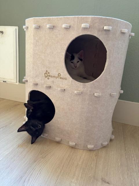 Enlarge Bean, an adopted Domestic Short Hair in Las Vegas, NV image 4/6