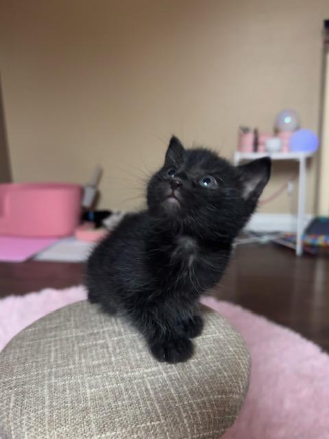 Enlarge Bean, an adopted Domestic Short Hair in Las Vegas, NV image 2/6