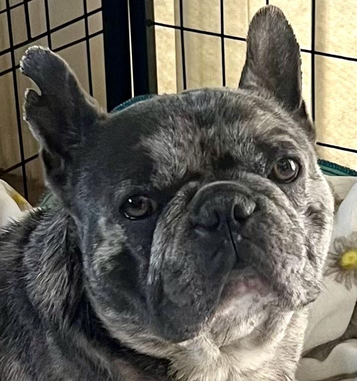 Gordo, a Adopted French Bulldog in Rancho Mirage, CA image 2/5