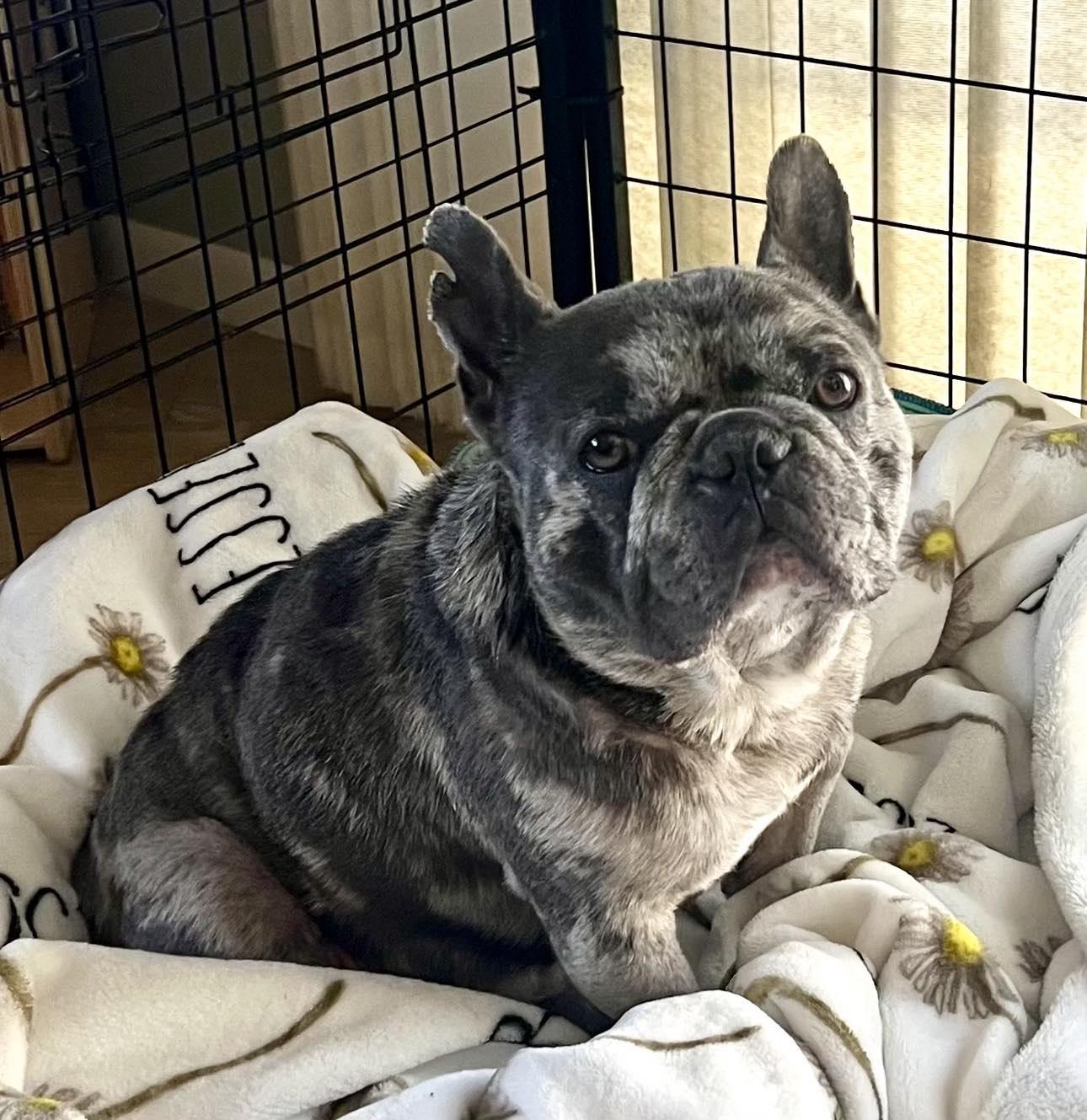 Gordo, a Adopted French Bulldog in Rancho Mirage, CA image 3/5