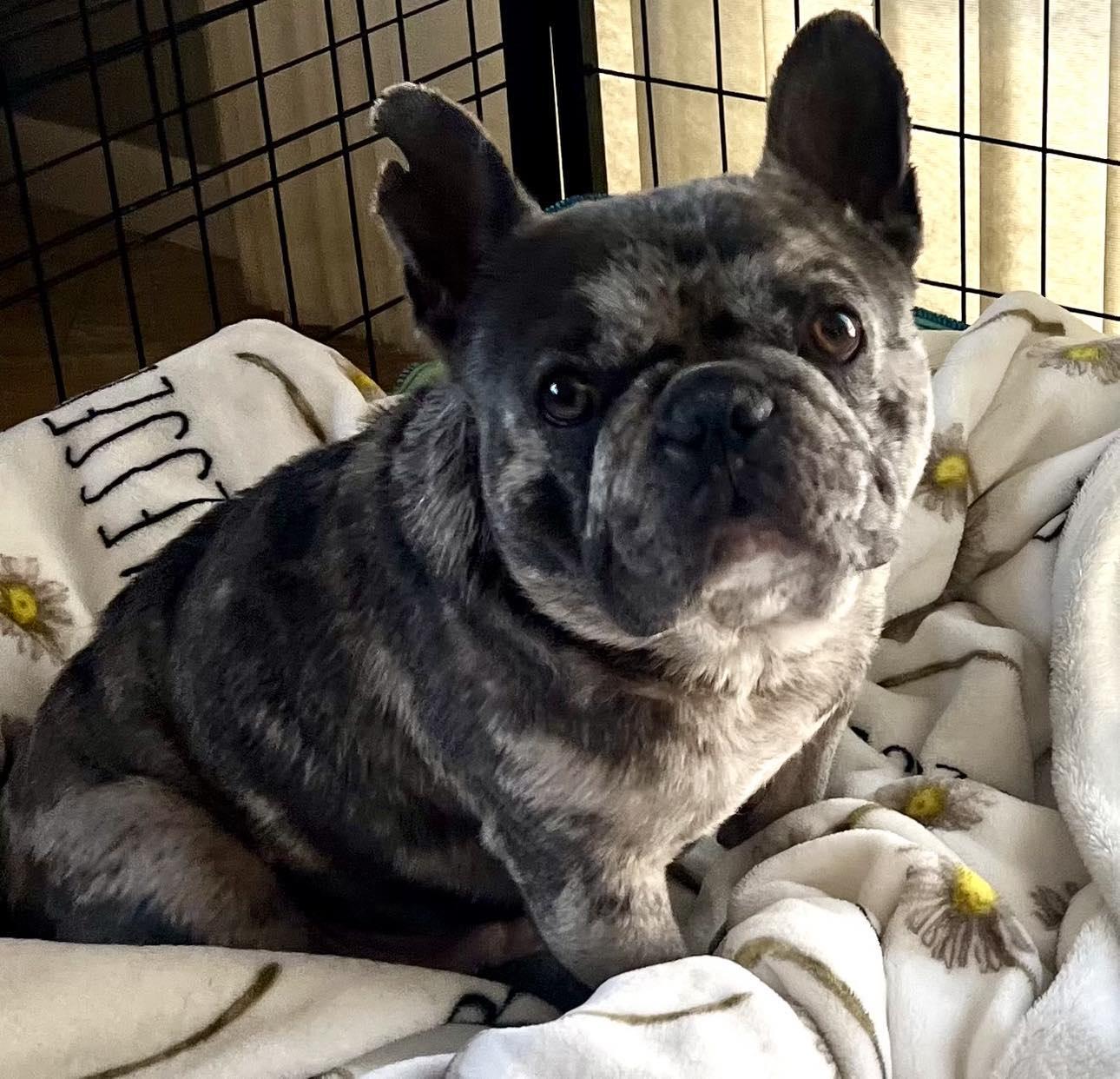 Gordo, a Adopted French Bulldog in Rancho Mirage, CA image 4/5