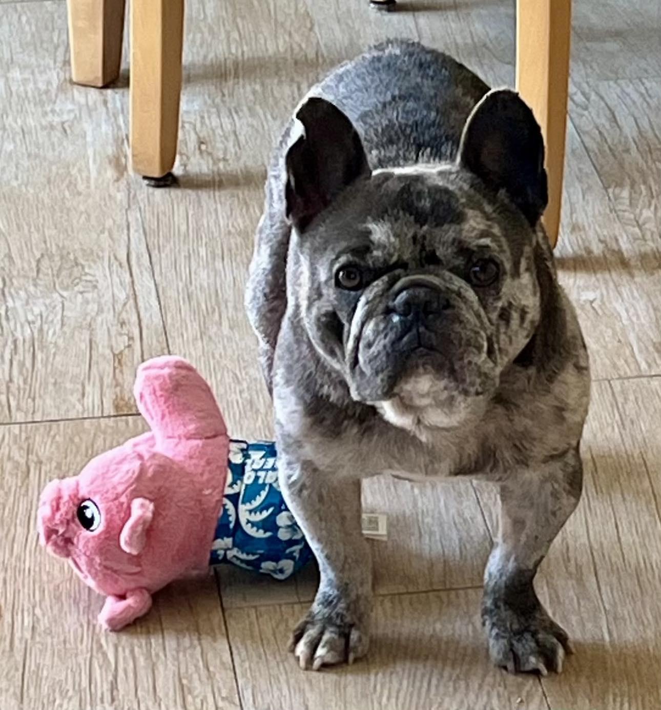 Gordo, Adopted, Adult Male French Bulldog.