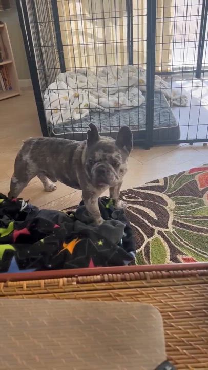 Enlarge Gordo, a Adopted French Bulldog in Rancho Mirage, CA video 5/5
