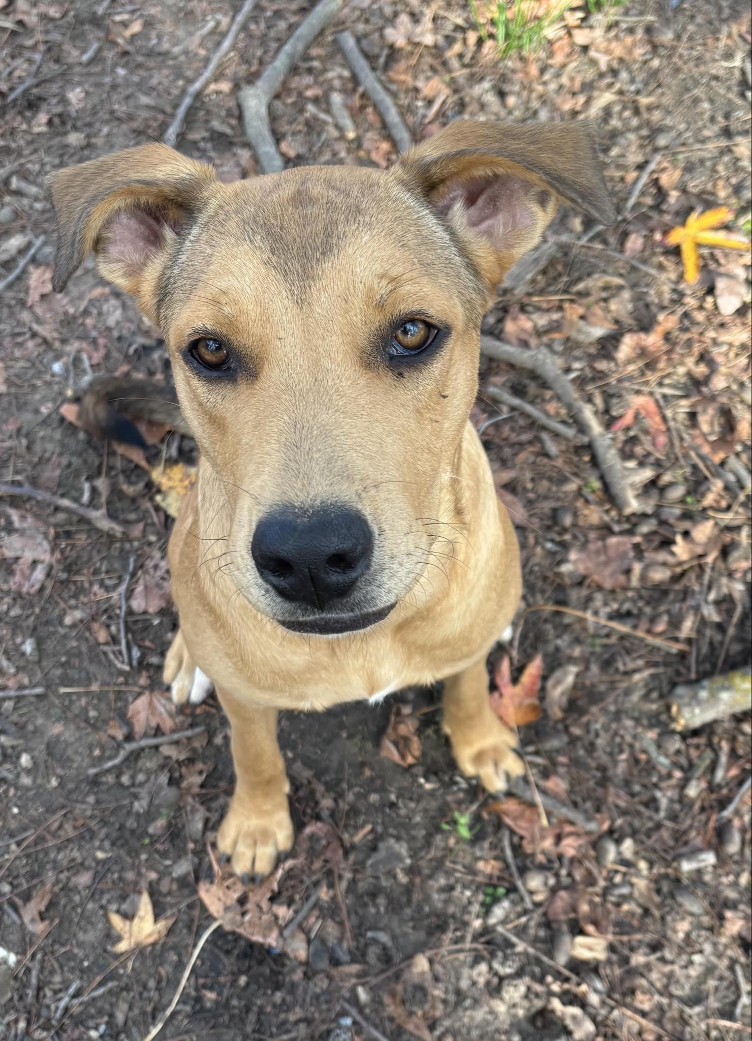 Rikki, ADOPTABLE, Puppy Female Rhodesian Ridgeback & Boxer.