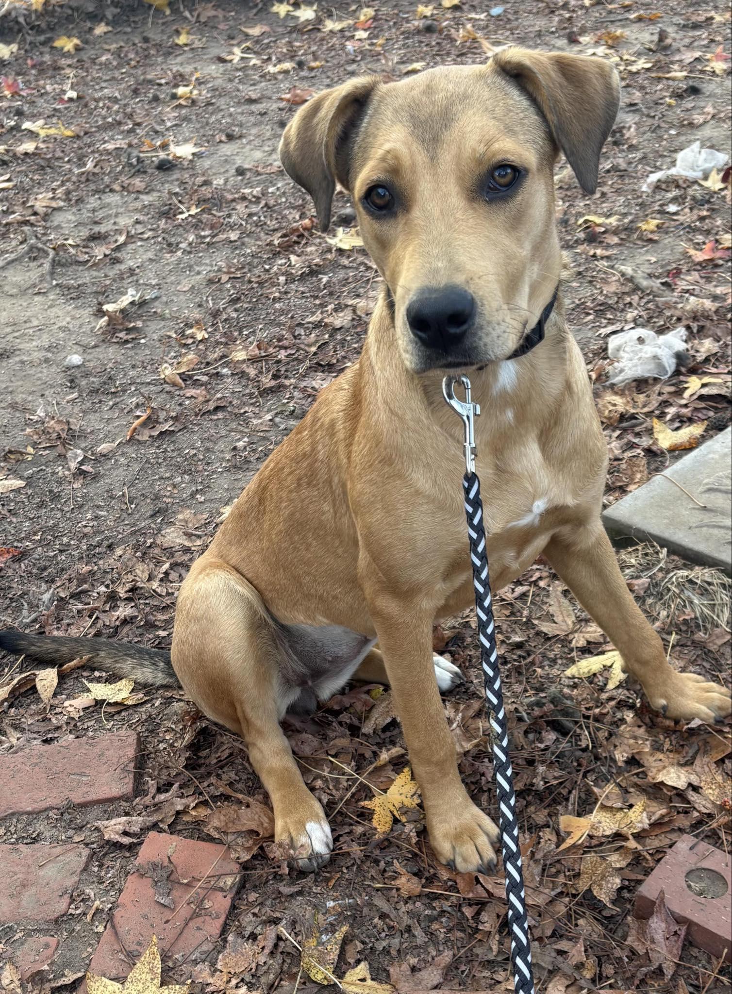 Rikki, a ADOPTABLE mixed breed in Enfield, CT image 2/5