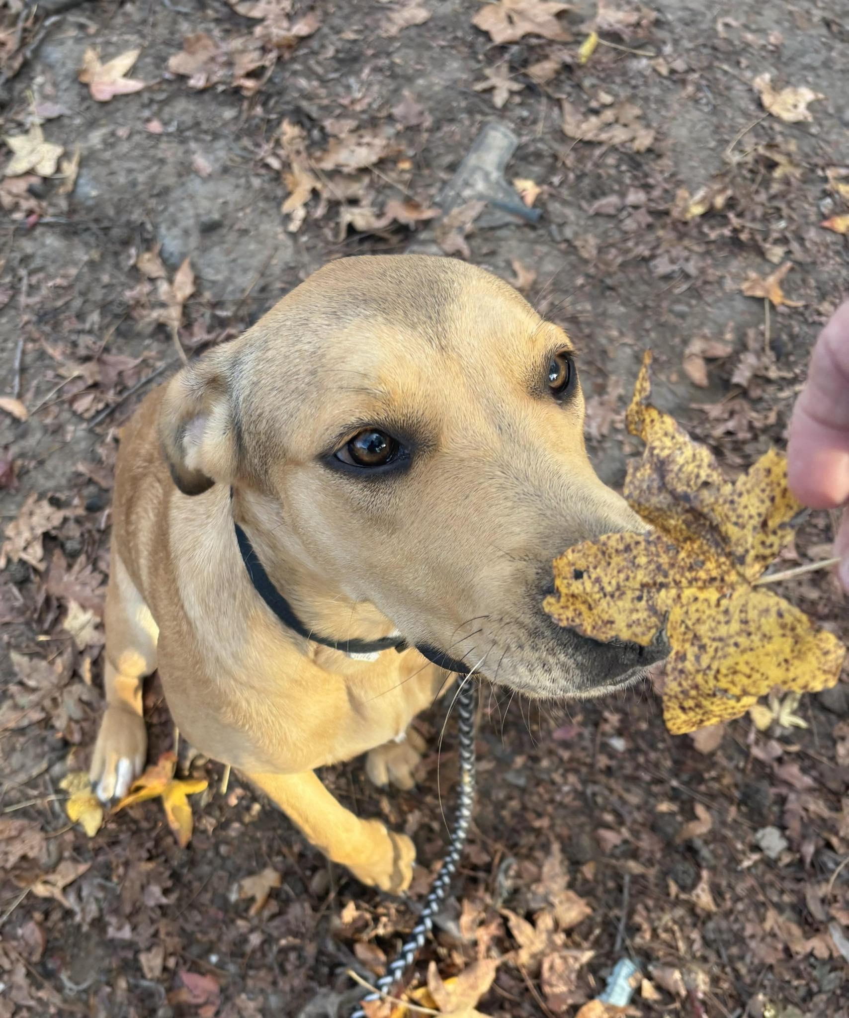 Rikki, a ADOPTABLE mixed breed in Enfield, CT image 3/5