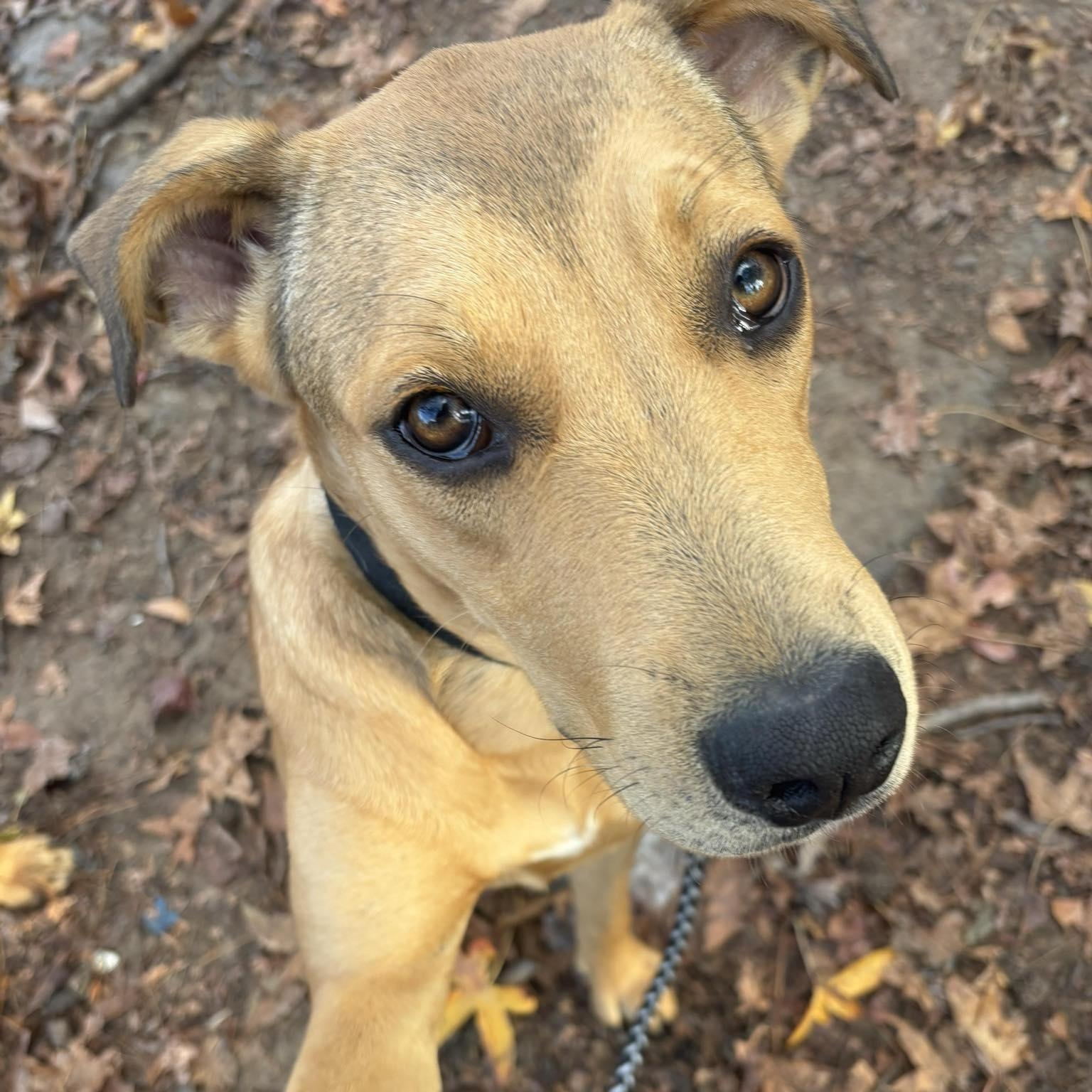 Rikki, a ADOPTABLE mixed breed in Enfield, CT image 4/5