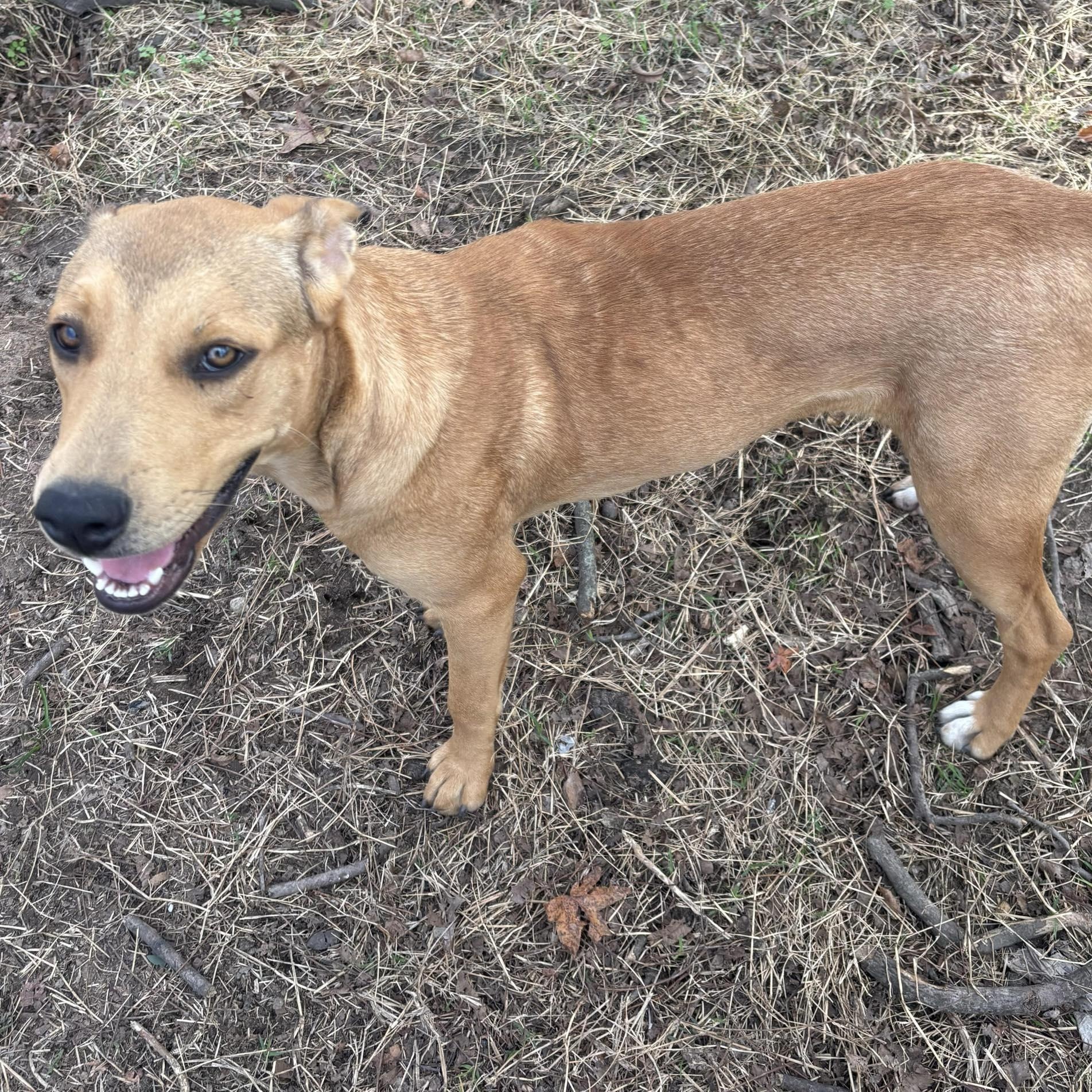 Rikki, a ADOPTABLE mixed breed in Enfield, CT image 5/5