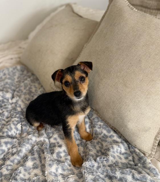 Enlarge Fergie, a Adoptable mixed breed in Irwin, PA image 1/4