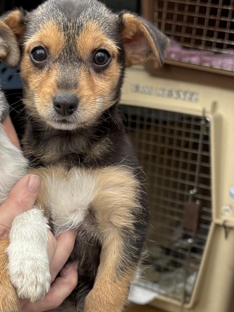 Enlarge Fergie, a Adoptable mixed breed in Irwin, PA image 3/4