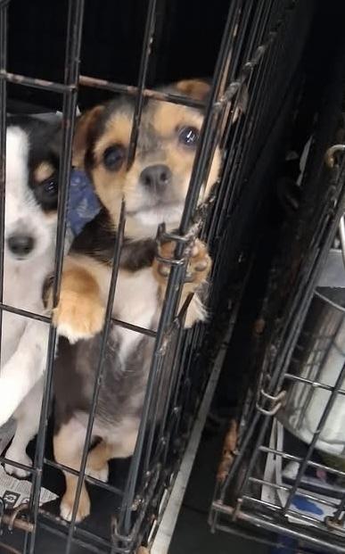 Enlarge Fergie, a Adoptable mixed breed in Irwin, PA image 4/4