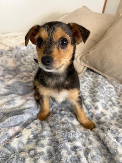 Enlarge Fergie, a Adoptable mixed breed in Irwin, PA image 2/4