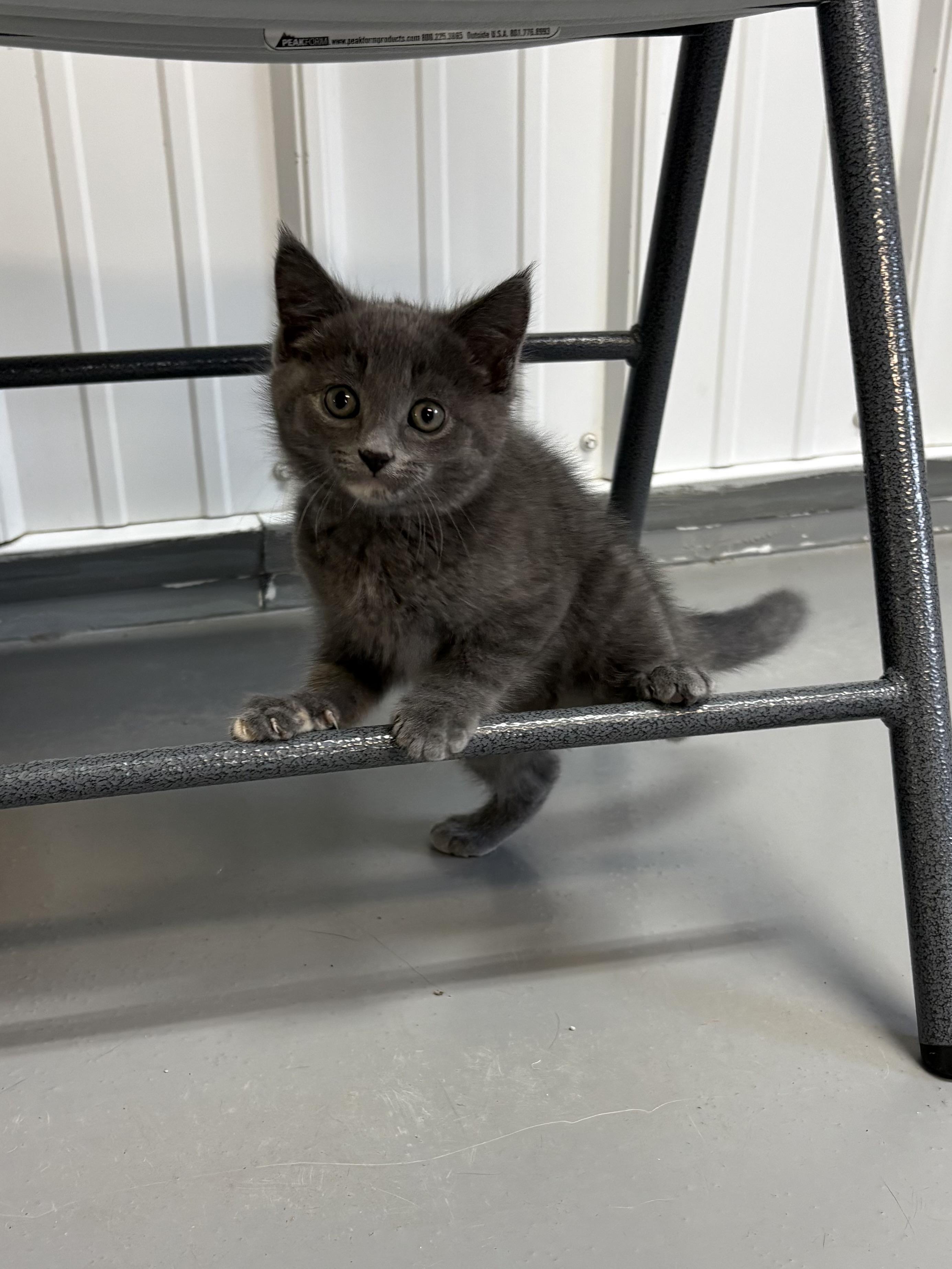 Enlarge Pearl, a ADOPTABLE American Shorthair in Big Rapids, MI image 2/2