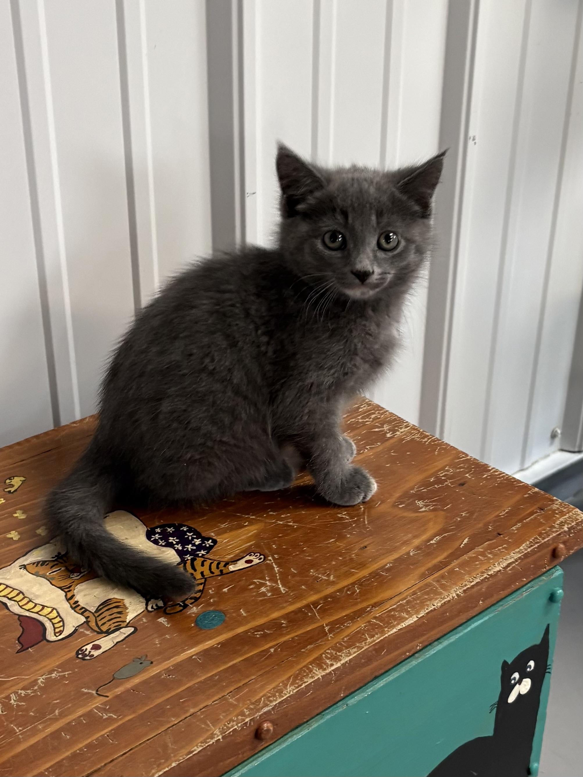 Pearl, ADOPTABLE, Kitten Female American Shorthair.