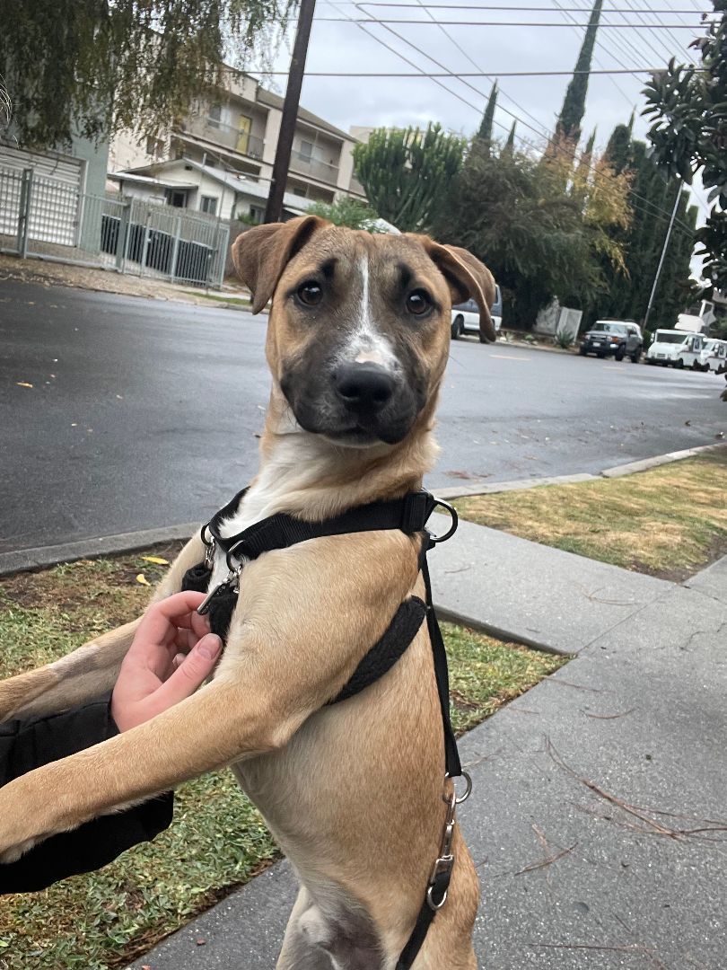 Bowie is an adorable and loving 9 months old male Shepherd mix He is 28 lbs and we think hell