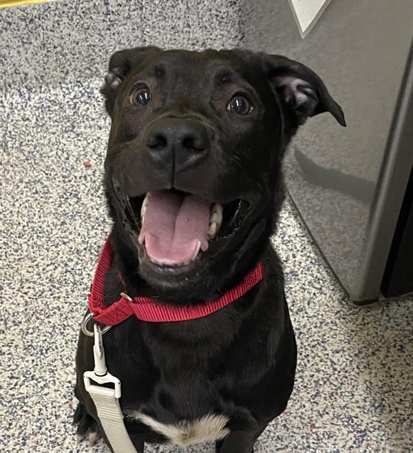 Enlarge Graham, a Adoptable mixed breed in Golden, CO image 1/1
