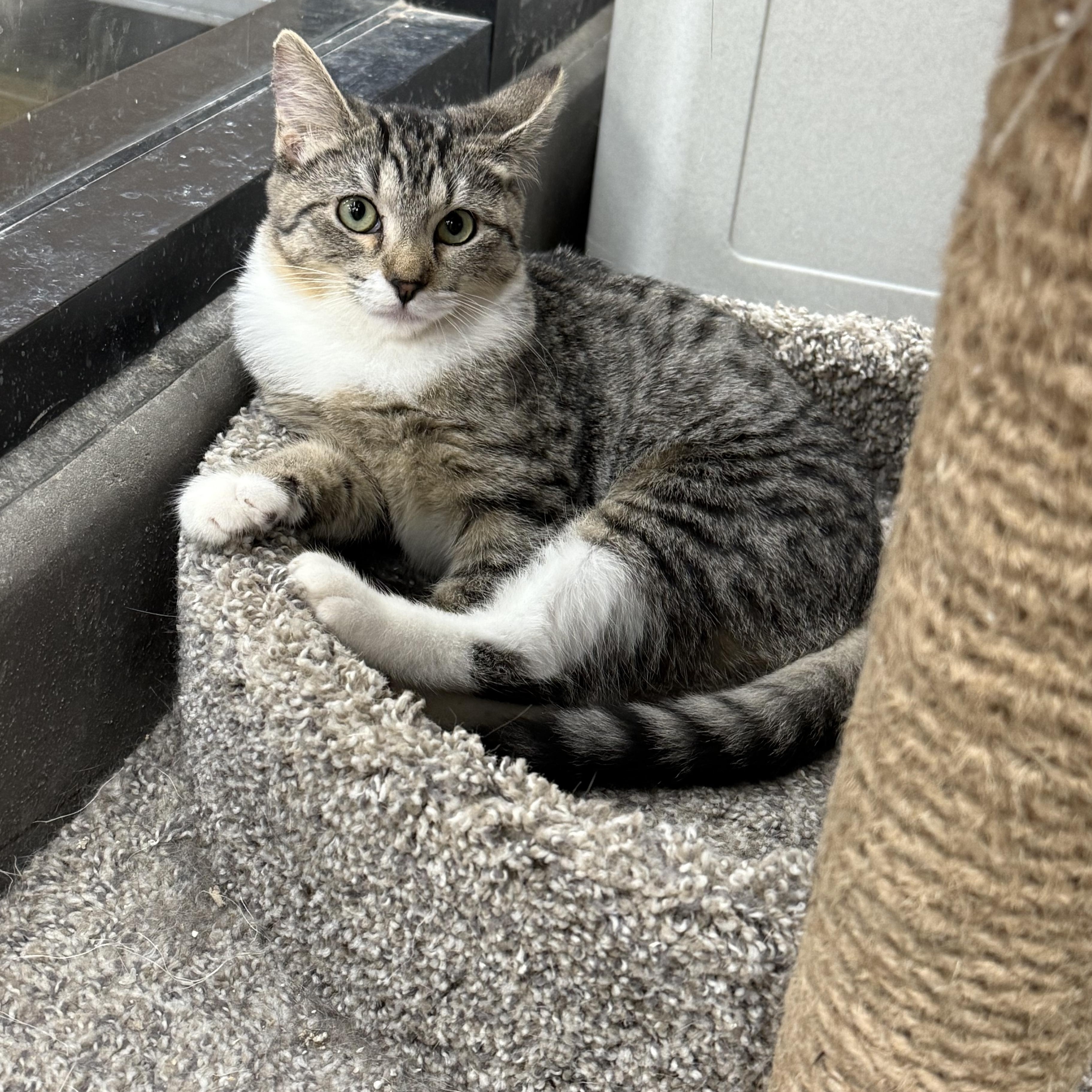 Enlarge Azlette, a Adoptable Domestic Short Hair in Antioch, CA image 1/4