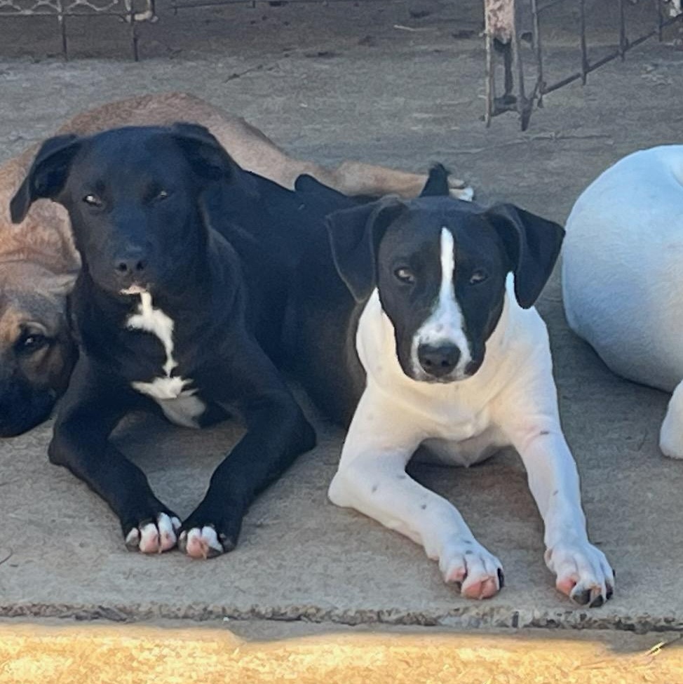 Enlarge Rosie, a Adoptable mixed breed in Durant, OK image 3/3