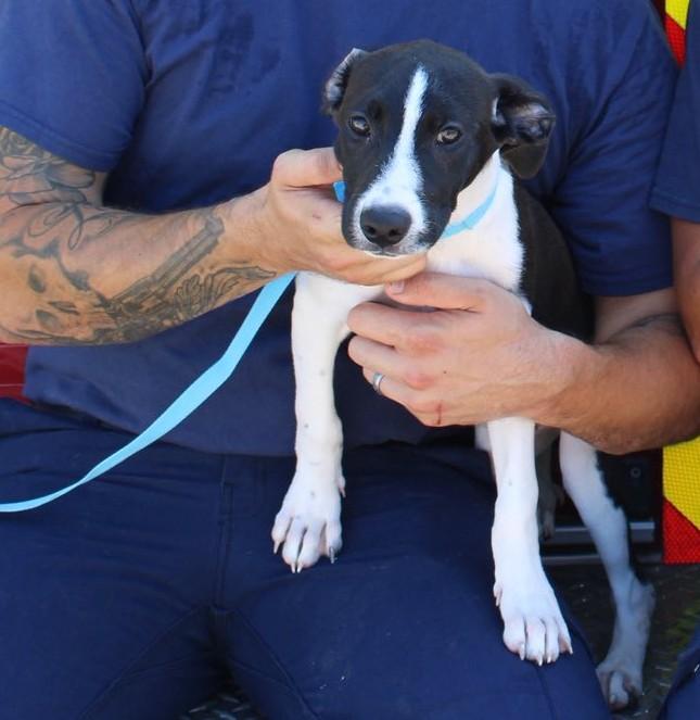 Enlarge Rosie, a Adoptable mixed breed in Durant, OK image 1/3