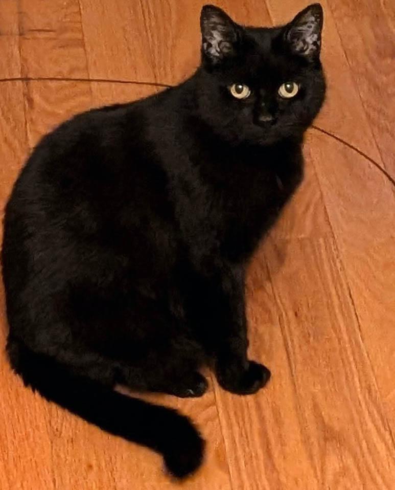 SIMMY, a Adoptable American Shorthair in Montreal, QC image 2/2