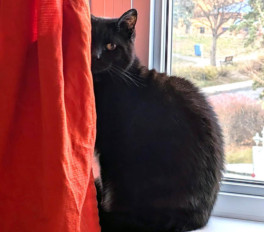 SIMMY, a Adoptable American Shorthair in Montreal, QC image 1/2