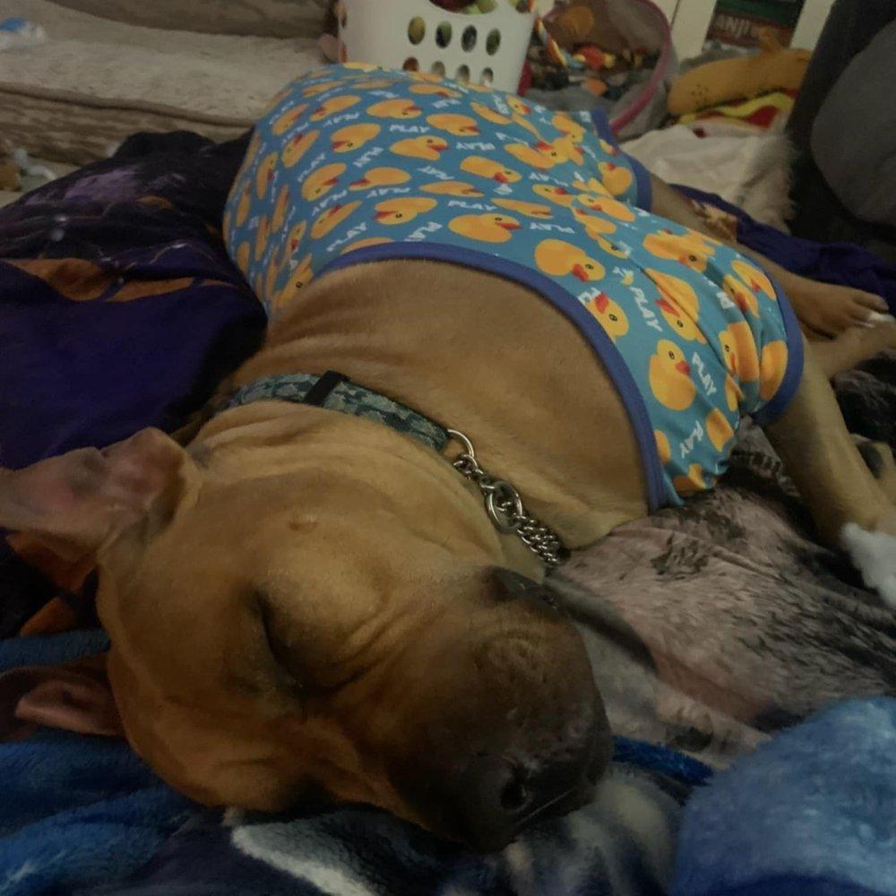 Enlarge Bailey, a Adoptable mixed breed in Abbotsford, BC image 3/6