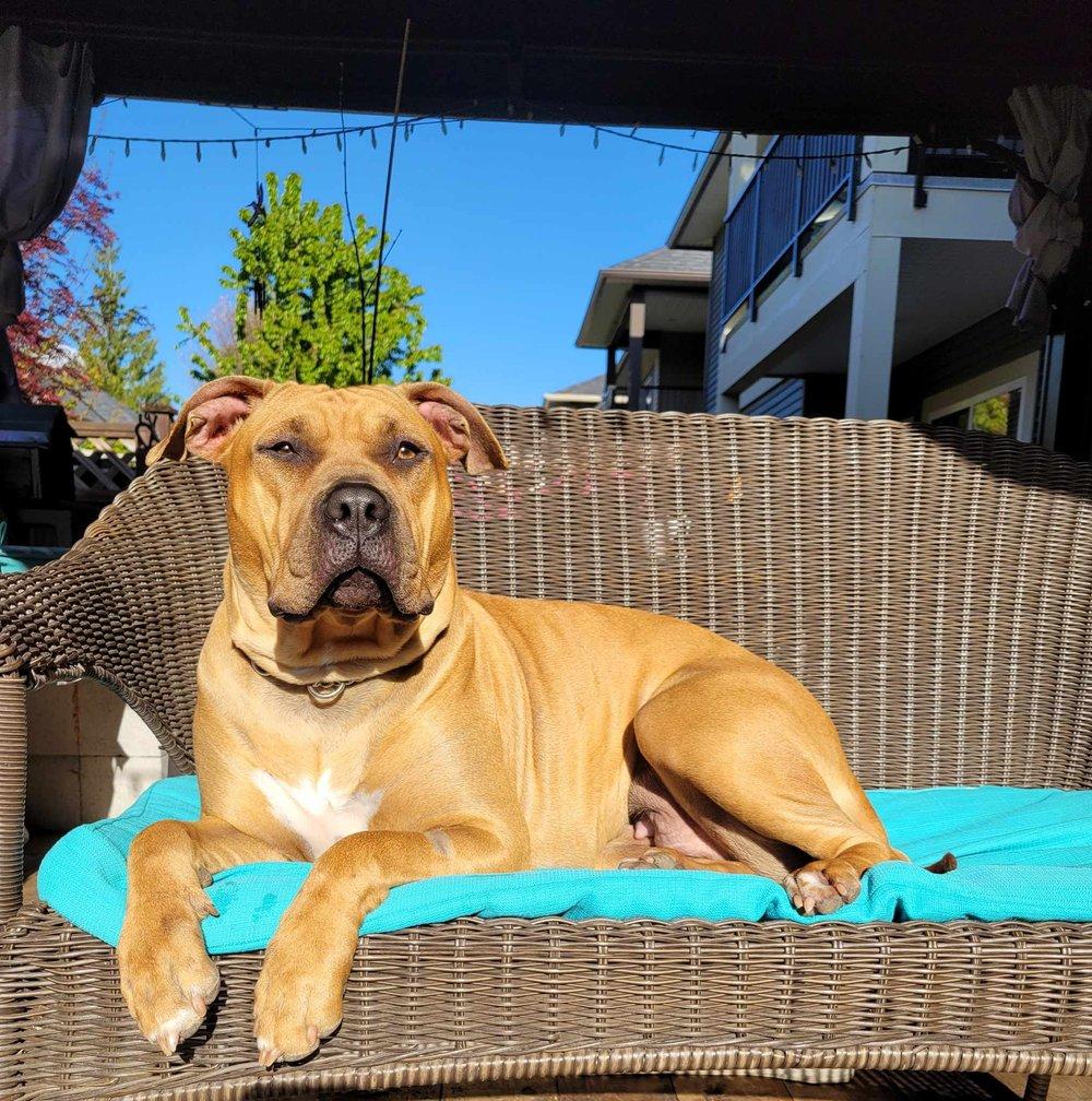 Enlarge Bailey, a Adoptable mixed breed in Abbotsford, BC image 1/6