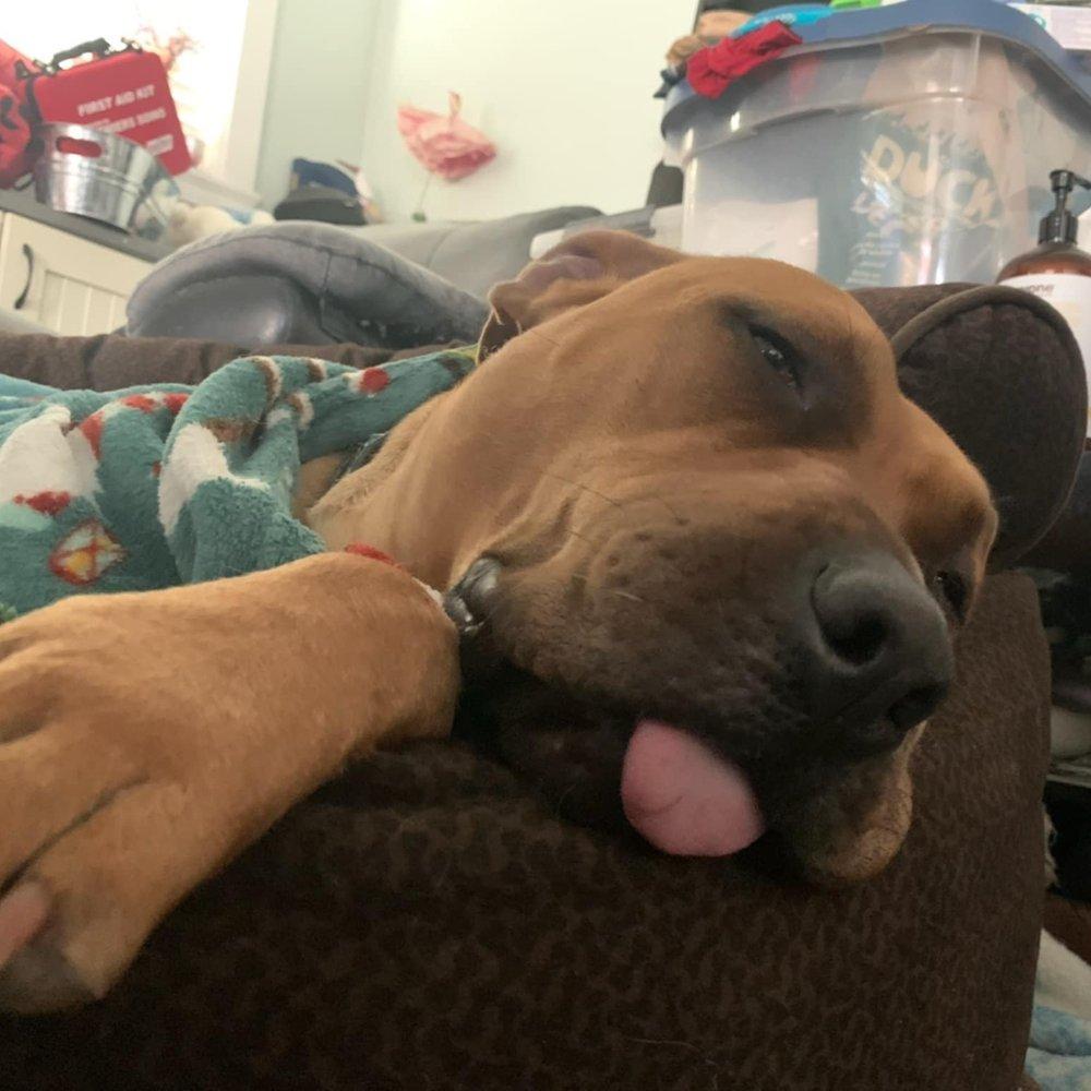 Enlarge Bailey, a Adoptable mixed breed in Abbotsford, BC image 4/6