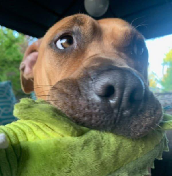 Enlarge Bailey, a Adoptable mixed breed in Abbotsford, BC image 5/6