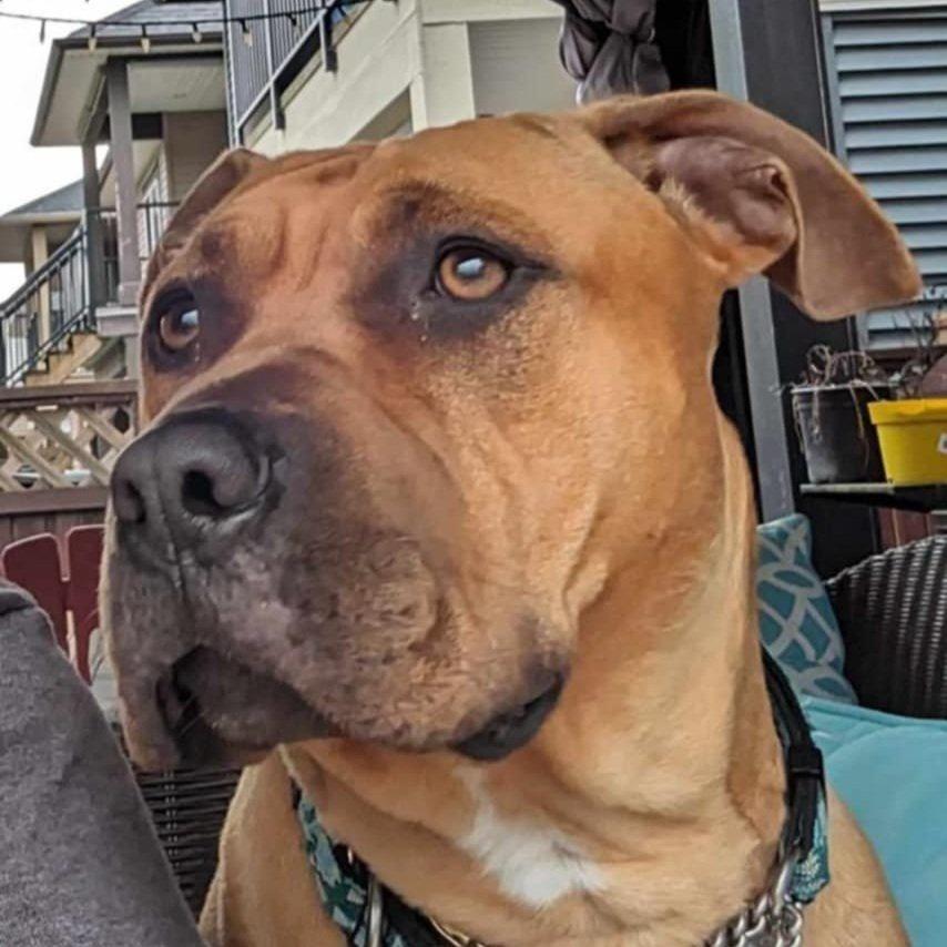 Enlarge Bailey, a Adoptable mixed breed in Abbotsford, BC image 6/6