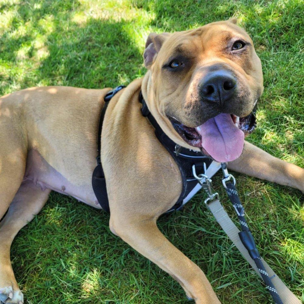 Enlarge Bailey, a Adoptable mixed breed in Abbotsford, BC image 2/6