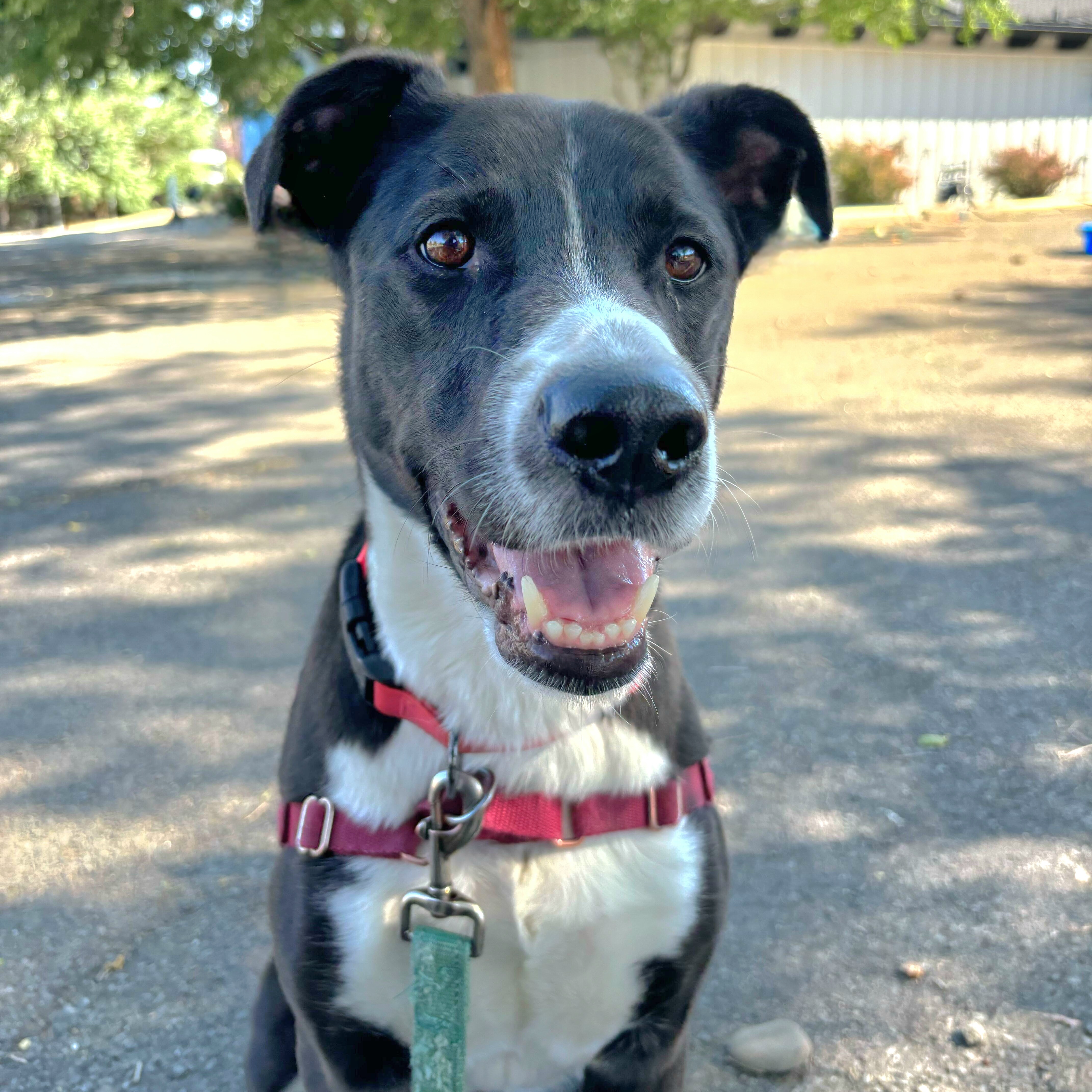 Daisy, Adoptable, Adult Female Border Collie & Pit Bull Terrier.