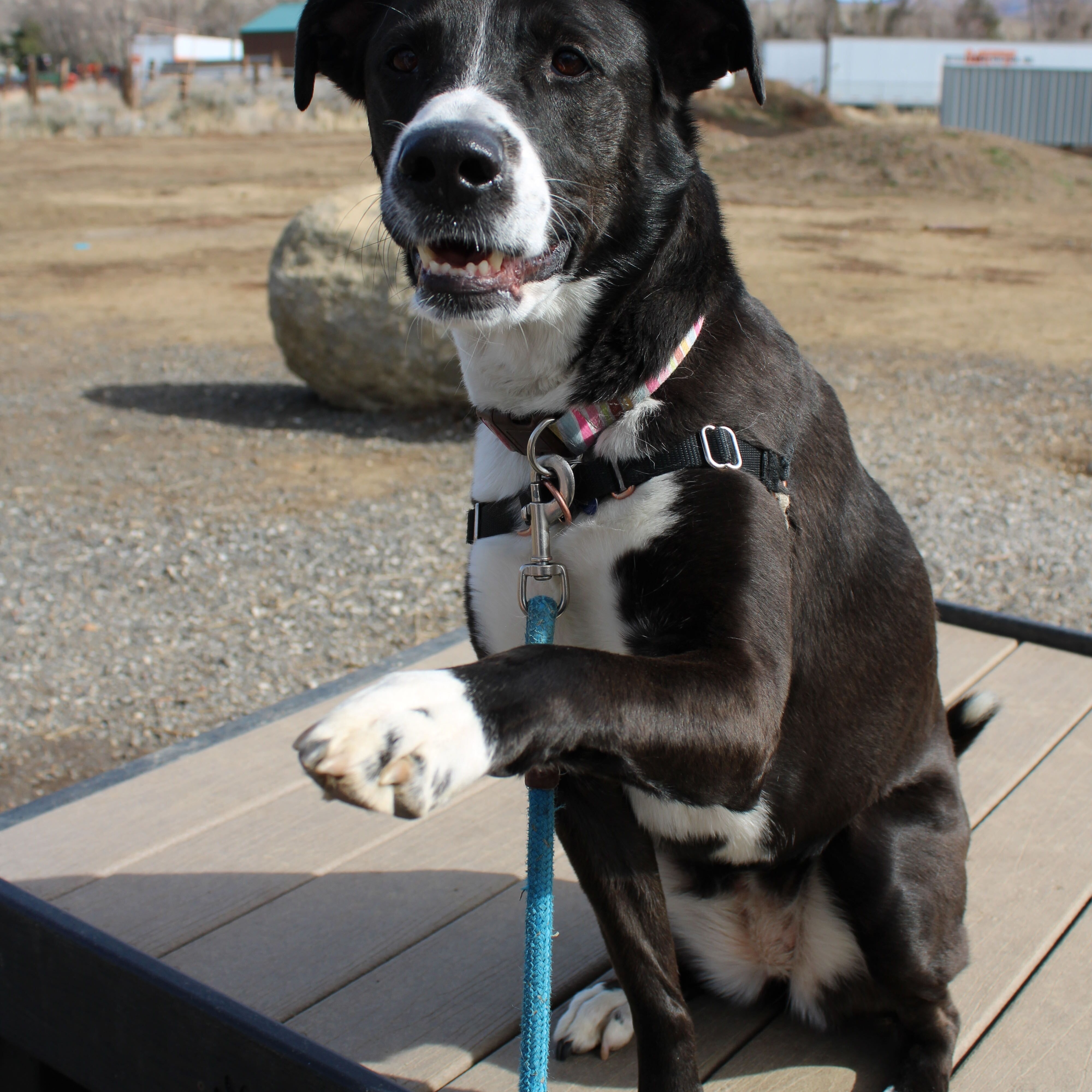 Daisy, a Adoptable mixed breed in Washoe Valley, NV image 2/3