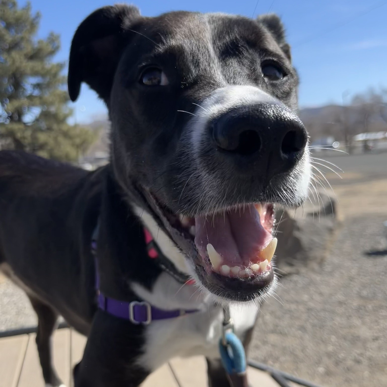 Daisy, a Adoptable mixed breed in Washoe Valley, NV image 3/3