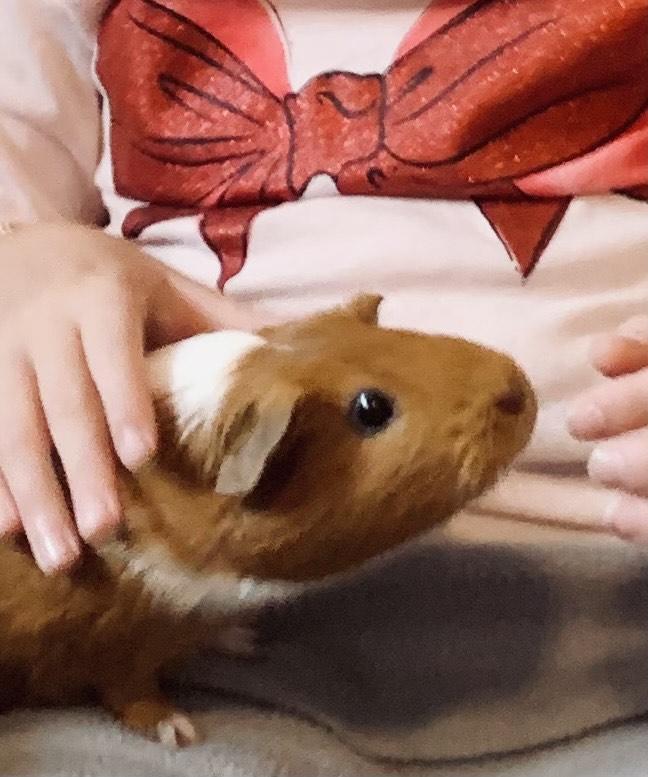 Queeny & Little Red, a Adoptable Guinea Pig in Austin, TX image 1/6