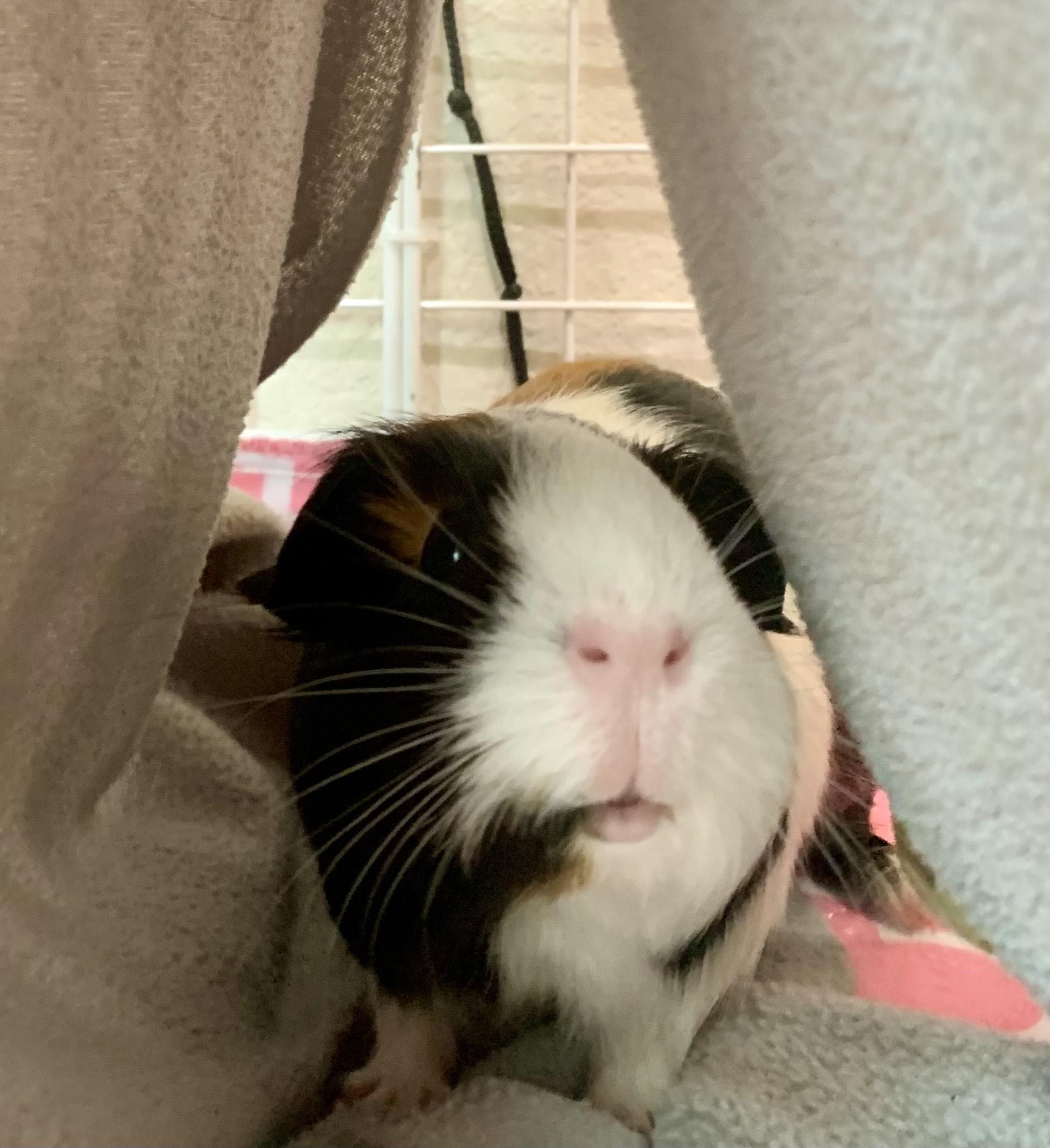 Queeny & Little Red, a Adoptable Guinea Pig in Austin, TX image 2/6