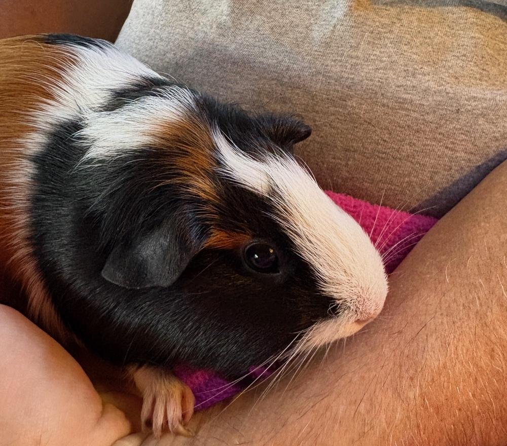 Queeny & Little Red, Adoptable, Adult Female Guinea Pig.