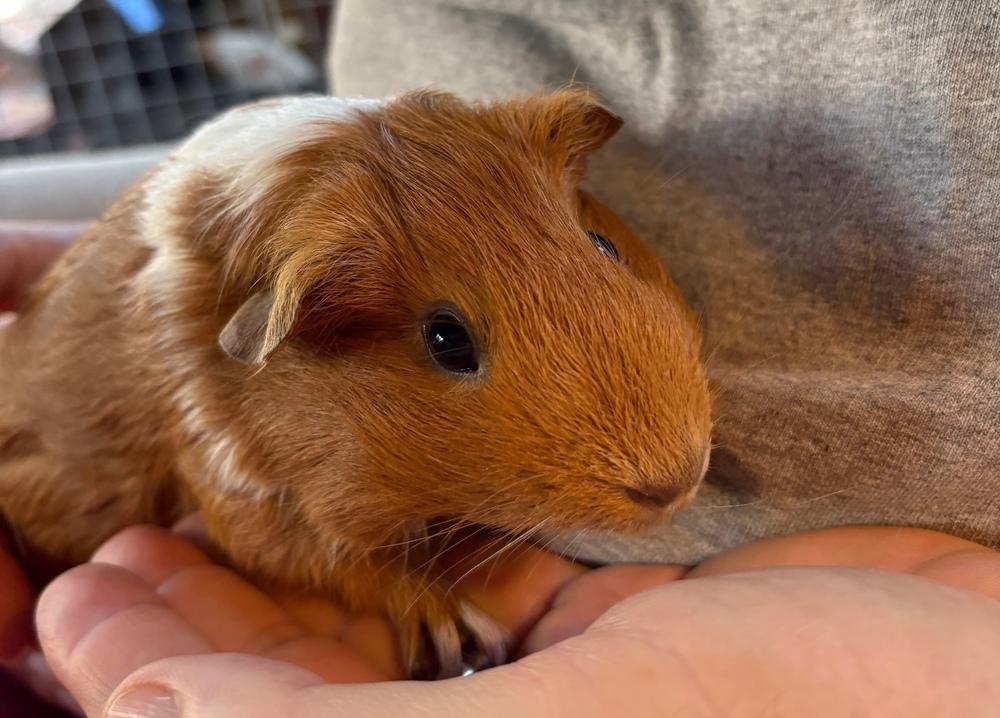 Queeny & Little Red, a Adoptable Guinea Pig in Austin, TX image 4/6
