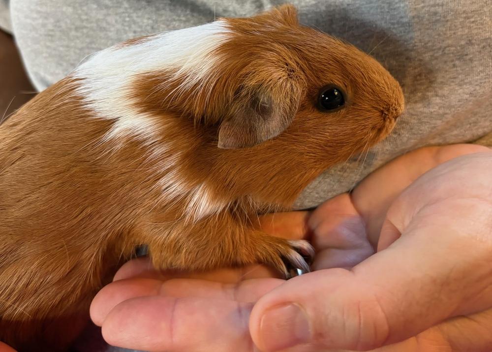 Queeny & Little Red, a Adoptable Guinea Pig in Austin, TX image 5/6