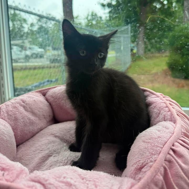 Enlarge Wesley, an adopted Domestic Short Hair in Wilmington, NC image 3/6